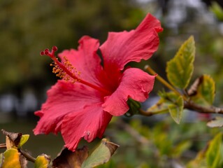 Vibrant red hibiscus flower in bloom showcasing its delicate petals and stamen