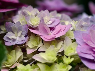 Soft pastel hydrangea blossoms in bloom a beautiful floral arrangement close up