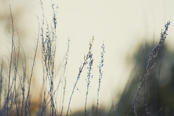 Autumn grass in the mountains at sunset. Beautiful autumn nature background
