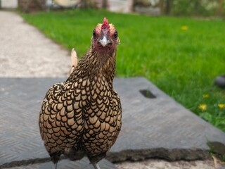 Golden laced wyandotte chicken portrait in a farmyard setting looking at the camera