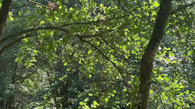Sunlight reflecting on the leaves in the trees in Dartmoor National Park, Devon, England