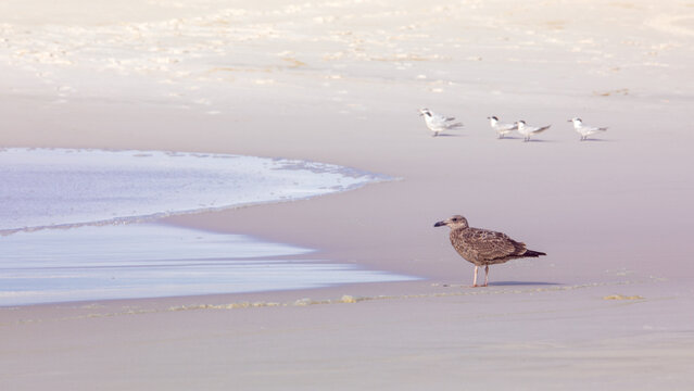seagulls on the beach