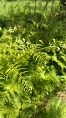 Lush green fern fronds with unfurling buds, perfect as a vibrant natural background. Ideal for nature-themed designs. High-quality, 1200x1800px. 