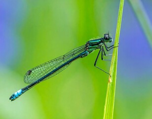 Azure damselfly perched on blade of grass