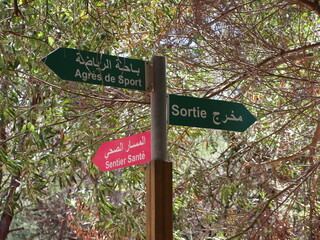 Direction Signpost in Forest Trail
