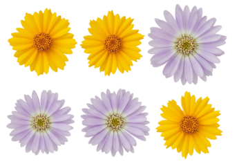 Yellow and Purple Flowers in Grid