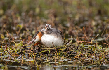 Great crested grebe with a baby on its back, uk