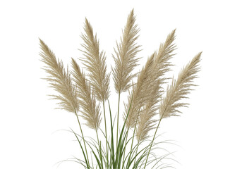 Fototapeta premium Pampas Grass Clipart
