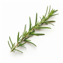 Fototapeta premium Fresh rosemary sprig, vibrant green leaves on a light background