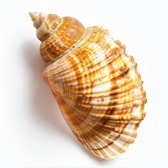 Obraz premium Detailed close-up of a spiral seashell with intricate patterns