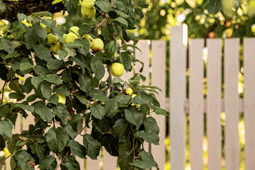 Green apples ripen on a tree branch. Concept of organic farming.