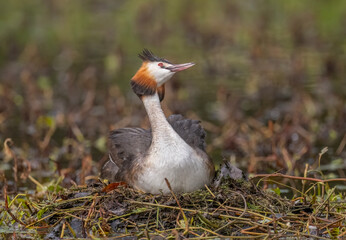 Great crested grebe uk