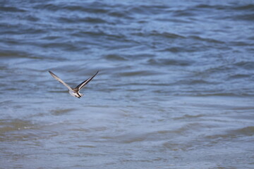 Sandpiper flying with wings stretched out over the shoreline as waves break.
