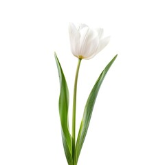 Single white tulip with green leaves against a white background