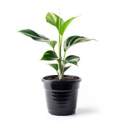 Small potted plant with variegated leaves (1)