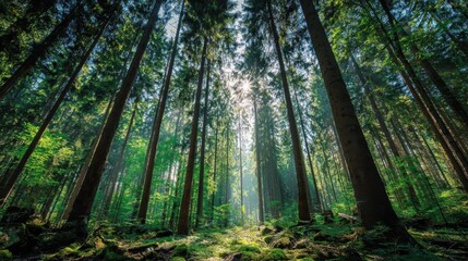 Fototapeta premium Tall trees create a serene atmosphere in a dense forest with sunlight filtering through