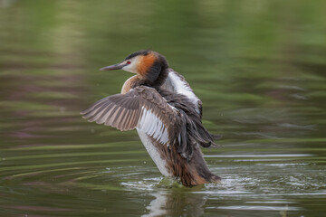 Great crested grebe uk