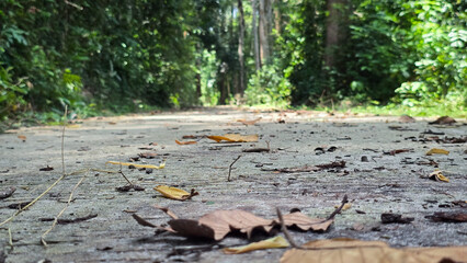 Fallen Leaves on a Forest Path – Low Angle Nature Perspective