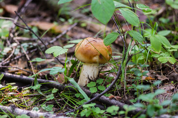 Mushrooms in the Ural taiga. August 2025.