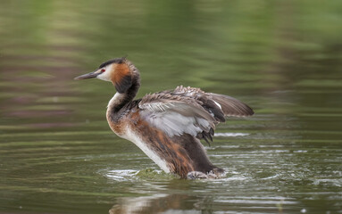 Great crested grebe uk