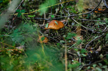 Mushrooms in the Ural taiga. August 2025.