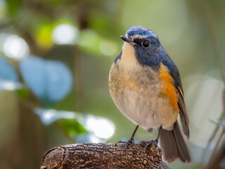 森で周りを見渡しているルリビタキの雄のクローズアップ
