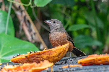 Brazilian Tanager or Tiê-Sangue bird of the Atlantic Forest - Female - South East Brazil - South America (Ramphocelus bresilia) - Eating Papaya