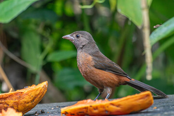 Brazilian Tanager or Tiê-Sangue bird of the Atlantic Forest - Female - South East Brazil - South America (Ramphocelus bresilia) - Eating Papaya