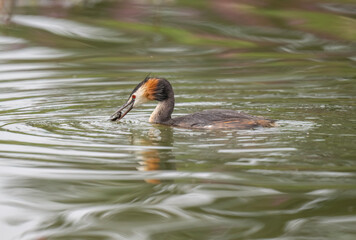 Great crested grebe uk