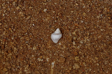 shell