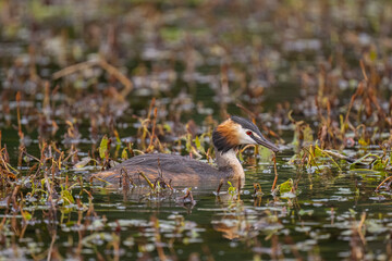 Great crested grebe uk