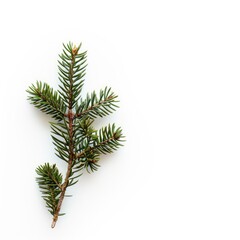 Close-up of a small evergreen branch against a white background.  Tiny, needle-like leaves are clustered along slender branches.  Simple, natural, and minimalist aesthetic