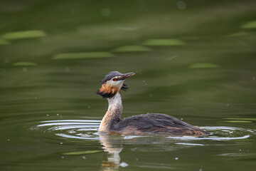 Great crested grebe uk