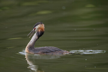 Great crested grebe uk