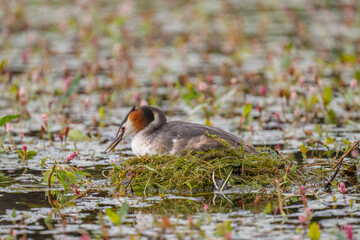 Great crested grebe uk