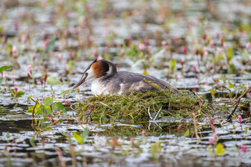 Great crested grebe uk