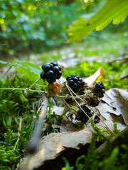 Ripe and Unripe Blackberries on the Forest Ground