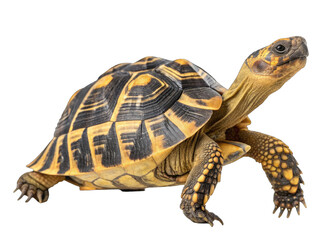 Detailed close-up of a starred tortoise with striking yellow and black shell patterns on a plain background