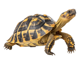 Detailed close-up of a starred tortoise with striking yellow and black shell patterns on a plain background