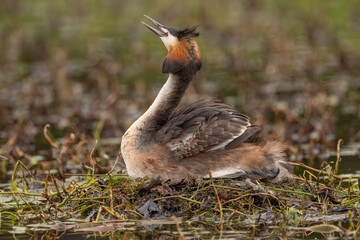 Great crested grebe uk