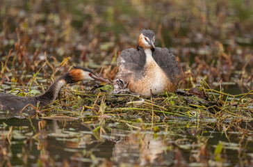Great crested grebe with a baby on its back, uk