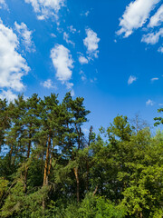 Sunny Sky Over Forest Trees