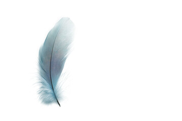 Obraz premium A single delicate blue feather isolated on a transparent background