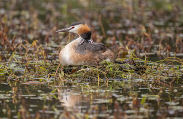 Great crested grebe with a baby on its back, uk