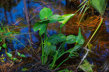 Pickerelweed without blooms