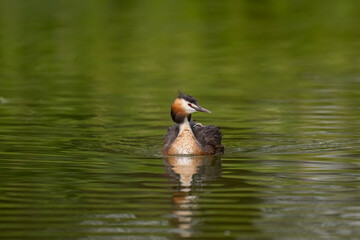 Great crested grebe uk