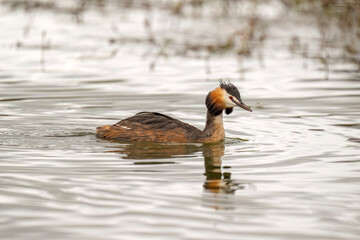 Great crested grebe uk