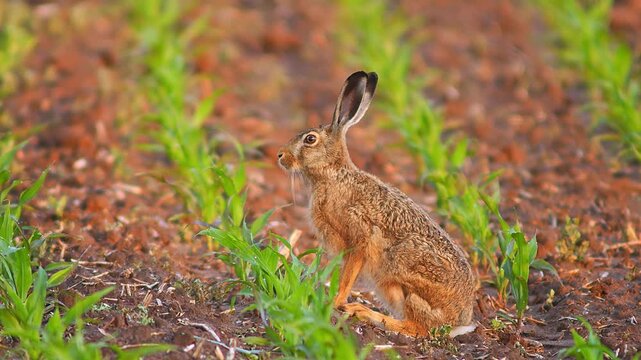European brown hare resting in cornfield on a sunny day