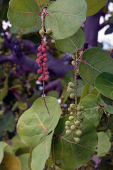 Young green sea grapes and burgundy ripe sea grapes. growing in shrubbery on the shores of Biscayne...