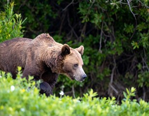 Brown bear in natural habitat